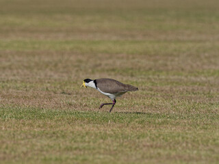 Masked Lapwing (Vanellus miles) standing on a grass sports field looking for food.