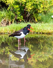 Two birds, mirrored in still water