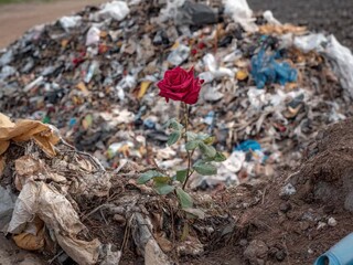 Rose in the Wasteland: A resilient red rose blooms triumphantly from a heap of trash, symbolizing hope, beauty, and the enduring strength of nature amidst environmental challenges.