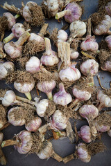 Fresh whole garlic, fresh ingredients