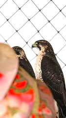 Two birds of prey in a cage