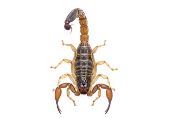 Scorpion isolated on transparent background