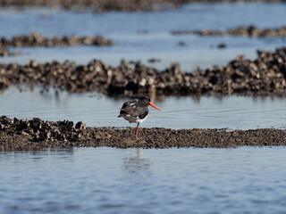 Pied Oystercatcher (Haematopus longirostris) among naturally occurring oysters at low tide.