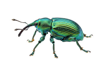 Fototapeta premium Closeup of a vibrant green weevil isolated on a transparent background