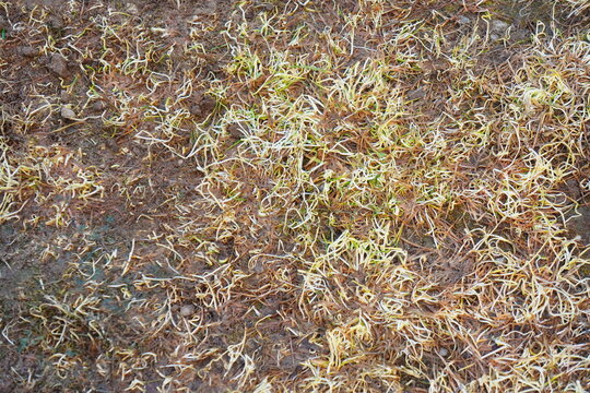 Green shoots emerge from parched ground, symbolizing nature's resilience and the cycle of renewal after dormancy