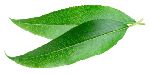 Almond leaves isolated on white background. Cut out PNG file.