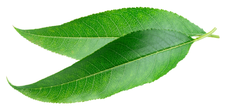 Almond leaves isolated on white background. Cut out PNG file.
