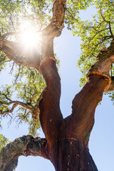 Cork oak trees farm.  Oak trunks are freshly stripped, revealing its reddish core.