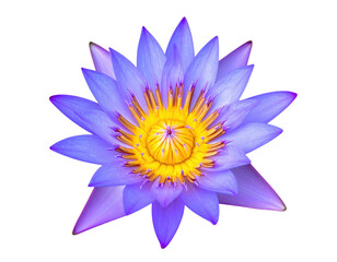 Fototapeta premium Vibrant purple-blue lotus flower, detailed close-up (3)