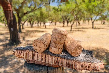 Corks on the piece of cork tree bark close-up. Cork oak orchard in the background.