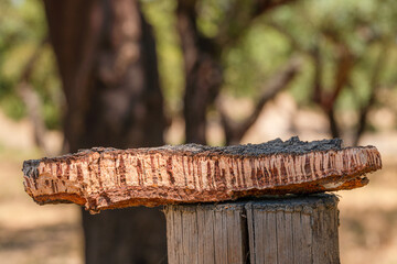 Piece of cork tree bark on foreground and blurred cork oak orchard in the background.
