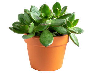 Succulent plant in terracotta pot, close-up