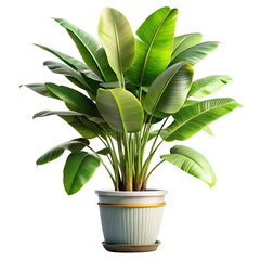 Strelitzia Nicolai Plant in Pot Isolated on Transparent Background nicolai