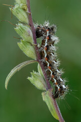 Brown tail moth caterpillar,  Euproctis chrysorrhoea on a meadow plant. In the morning dew. With water droplets on the body. Profile, close up