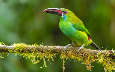 Blutbürzelarassari (Aulacorhynchus haematopygus)
