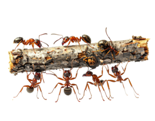 Red ants carrying a twig