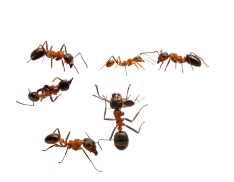 Close-up view of several ants, various angles, dark background