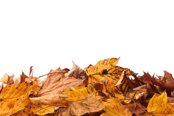 Autumn Leaves on White Background
Colorful autumn leaves scattered across a clean white background
