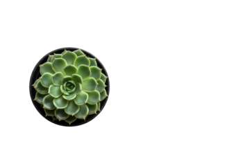 Vibrant green Echeveria succulent in a matte black pot, symmetrical rosette, on a transparent background with copy space, subtle shadow, top-down. Home gardening and minimalist decor concept