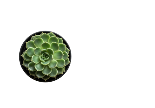 Vibrant green Echeveria succulent in a matte black pot, symmetrical rosette, on a transparent background with copy space, subtle shadow, top-down. Home gardening and minimalist decor concept