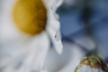 daisies on a notebook © Виктория