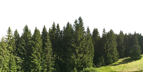 green spruce forest trees landscape in sunlight isolated on white or transparent png