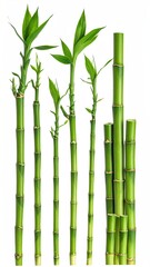 Obraz premium Five vibrant green bamboo stalks of varying heights, plus a cluster of shorter segments, isolated on a white background, showcasing growth stages
