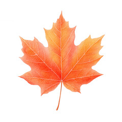 Fototapeta premium Autumn maple leaf orange red fall foliage isolated transparency background botanical natural seasonal detailed