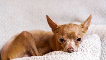 Sad lap dog lies on a pillow indoors. Portrait of Toy Terrier Dog. Animals mental health.