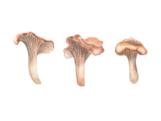 Watercolor set of chanterelles sketch isolated on white. Hand painted mushrooms in soft pastel earth tone. Woodland plants illustrations for autumn packaging, forest themed stationery vintage style. © Ekaterina Lanbina