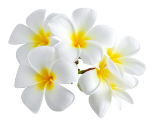 Naklejka premium Plumeria Flower PNG Isolated on Transparent Background