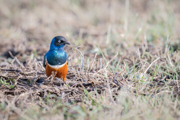 Superb Starling (Lamprotornis superbus), Serengeti National Park, Tanzania, Africa 