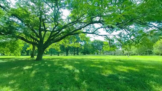 緑の木　太陽光