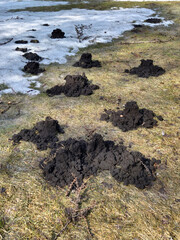 Molehills in a Spring meadow in the garden.