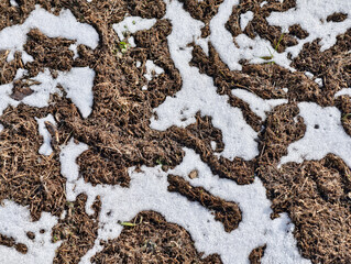 Lawn eaten by mice in early spring. Background of dry grass and snow in mouse paths on the ground.