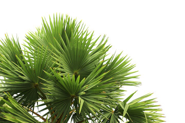 Coconut palm leaves isolated on white background. © Parichart