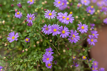 Vibrant purple Aster flowers with yellow centers in full bloom. The cluster creates a colorful garden scene.