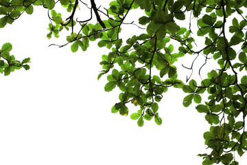 Fototapeta premium Bright green branches isolated on white background.