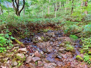 Fototapeta premium Hatomachi Toge Trailhead to Ozegahara Wetland, Oze National Park, Gunma, Japan, with Wooden Walkway through the Forest