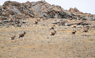 Wild argali sheep on autumn pastures in the Altai Mountains