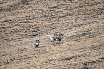 Wild argali sheep on autumn pastures in the Altai Mountains