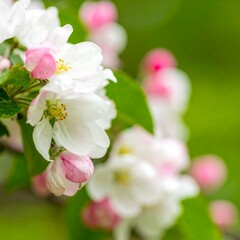 Fototapeta premium Blooming apple blossoms in spring