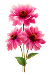 watercolor hand painted Vibrant spring floral decoration with pink petals transparent PNG