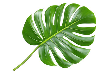 Green monstera tropical leaf isolated on transparent PNG