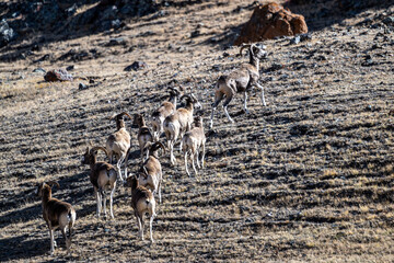 Wild argali sheep on autumn pastures in the Altai Mountains