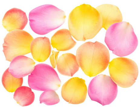 Vibrant rose petals in pink and yellow, arranged in a decorative pattern