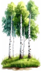 Watercolor painting of five birch trees with light green leaves, white bark, and a small grassy mound at their base, set against a white background