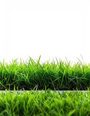 Lush green grass blades, vibrant, healthy, separated by a thin line against a stark white background