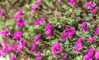 A bunch of pink flowers are growing on a bush