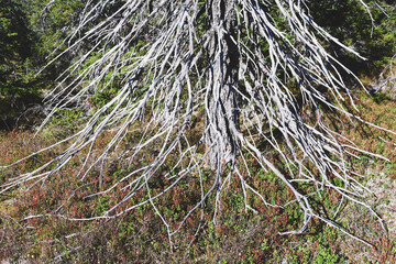 A dead fir tree of the Totenåsen Hills Coniferous Forest Reserve.